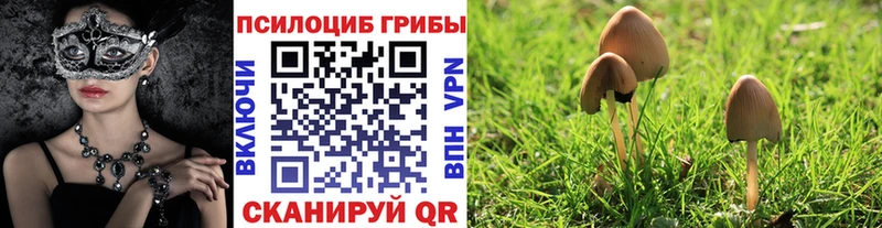 shop как зайти  Дигора  Псилоцибиновые грибы мицелий 